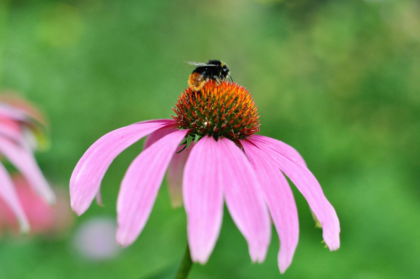 Nikon D90 sample photo. Nature, flower, blossom photography