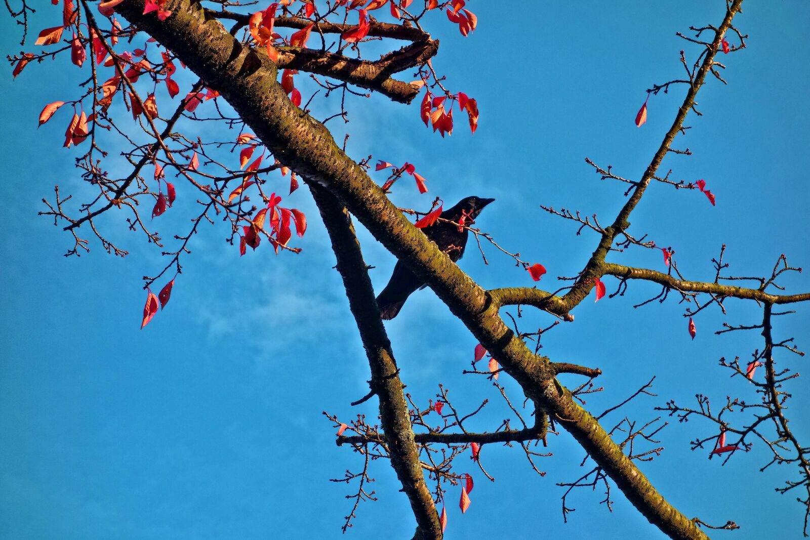 Sony Cyber-shot DSC-RX100 sample photo. Bird, crow, branch photography