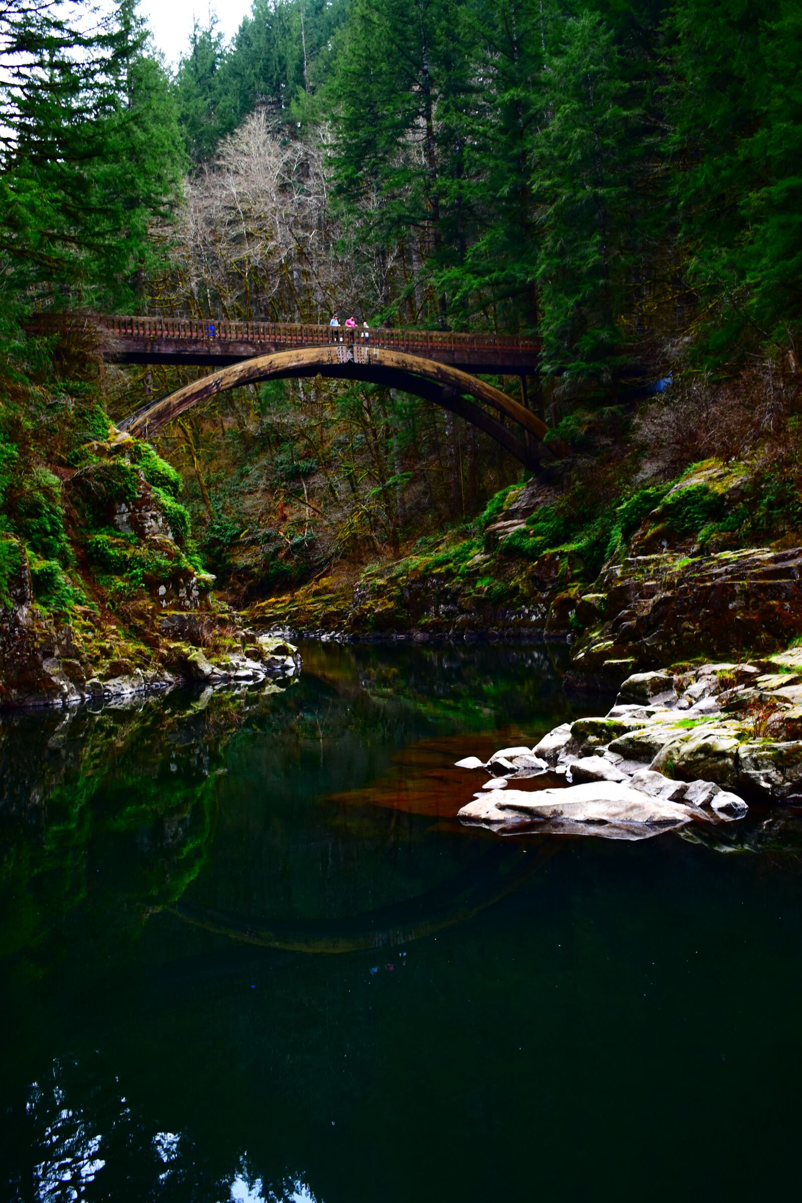 Nikon D3500 sample photo. Bridge, nature, forest photography