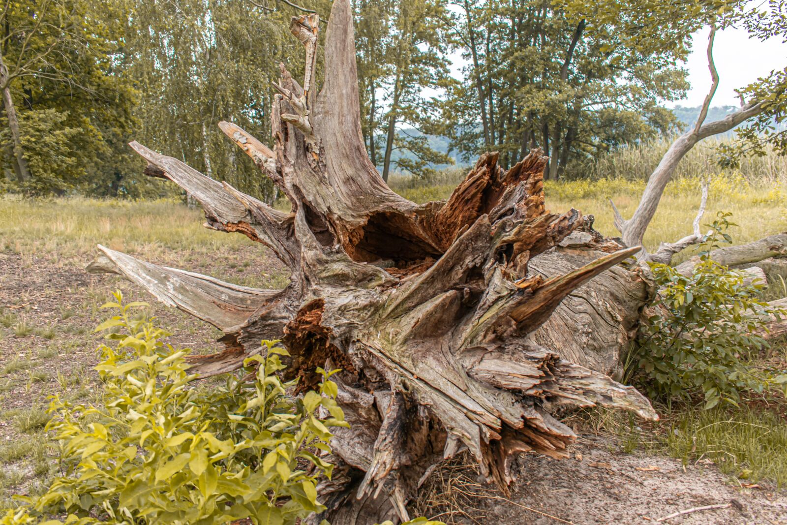 Nikon D5300 sample photo. Root, tree, tree root photography