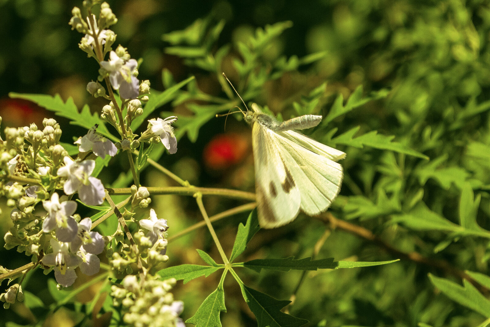 Nikon D5300 sample photo