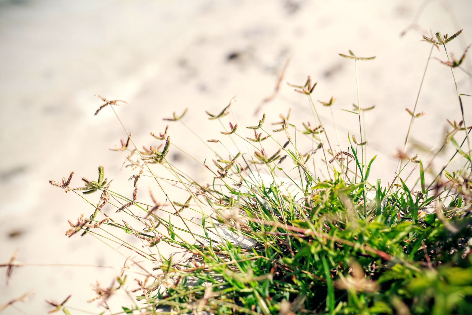 Sigma 50mm f/1.5 FF High-Speed Prime | 017 sample photo. Close, up, of, wildflowers photography