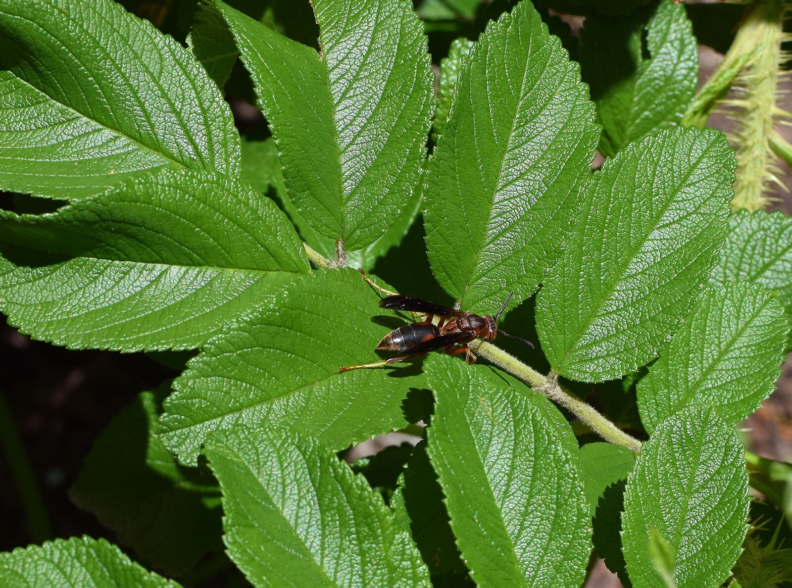 Nikon D3300 sample photo. Paper wasp, wasp, insect photography