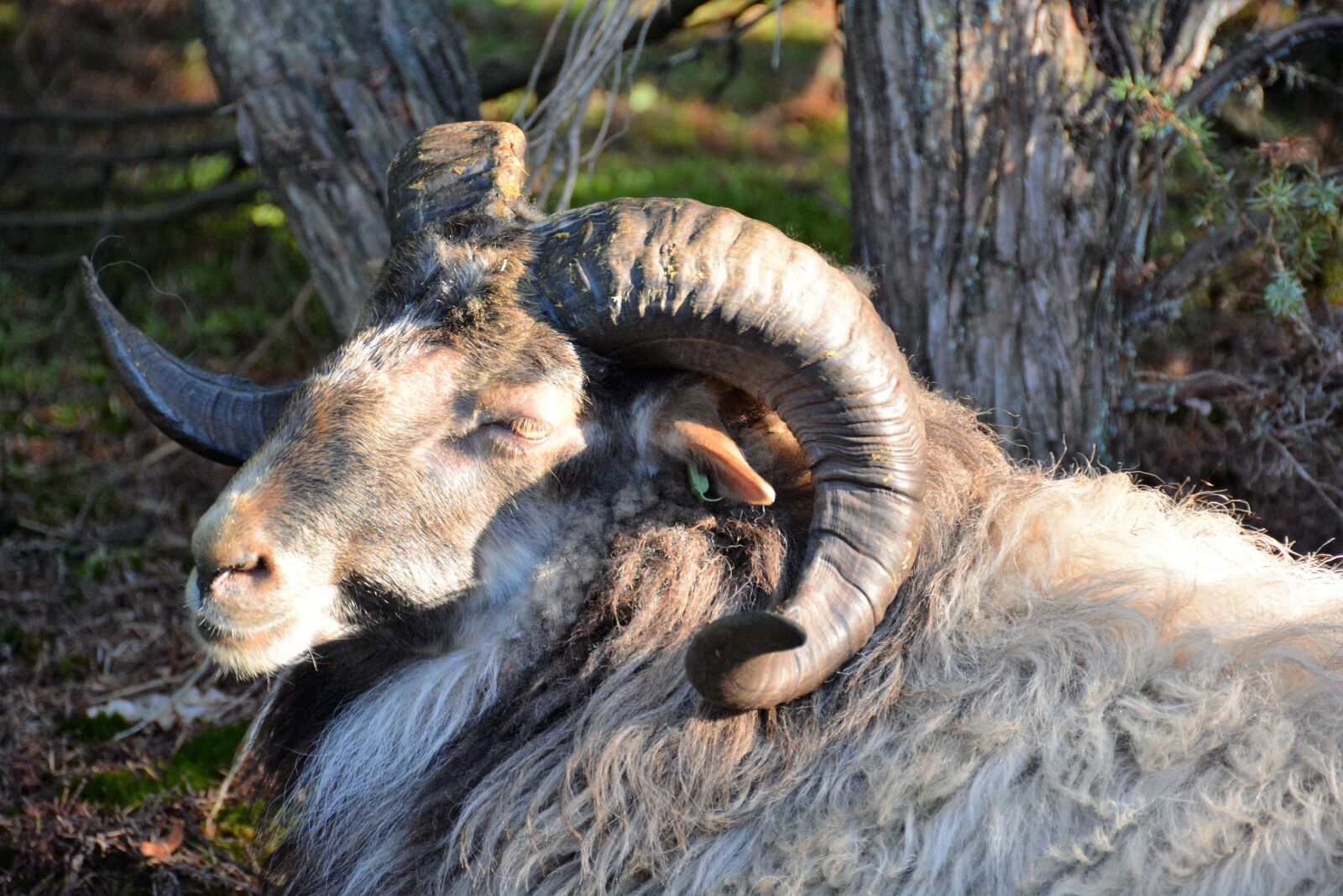 Nikon D7100 sample photo. Sheep, drenthe, drenthe heath photography