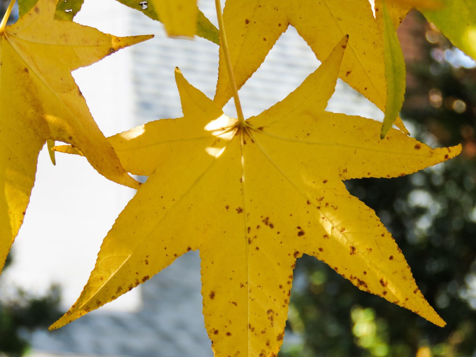 Canon PowerShot SX60 HS sample photo. Autumn leaves, colorful, nature photography