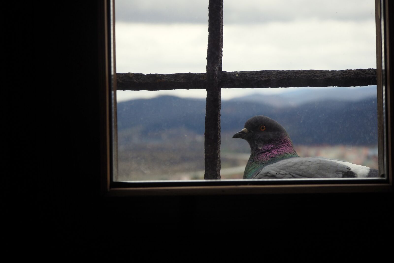 Olympus OM-D E-M10 II sample photo. Pigeon, pingeon, tower photography