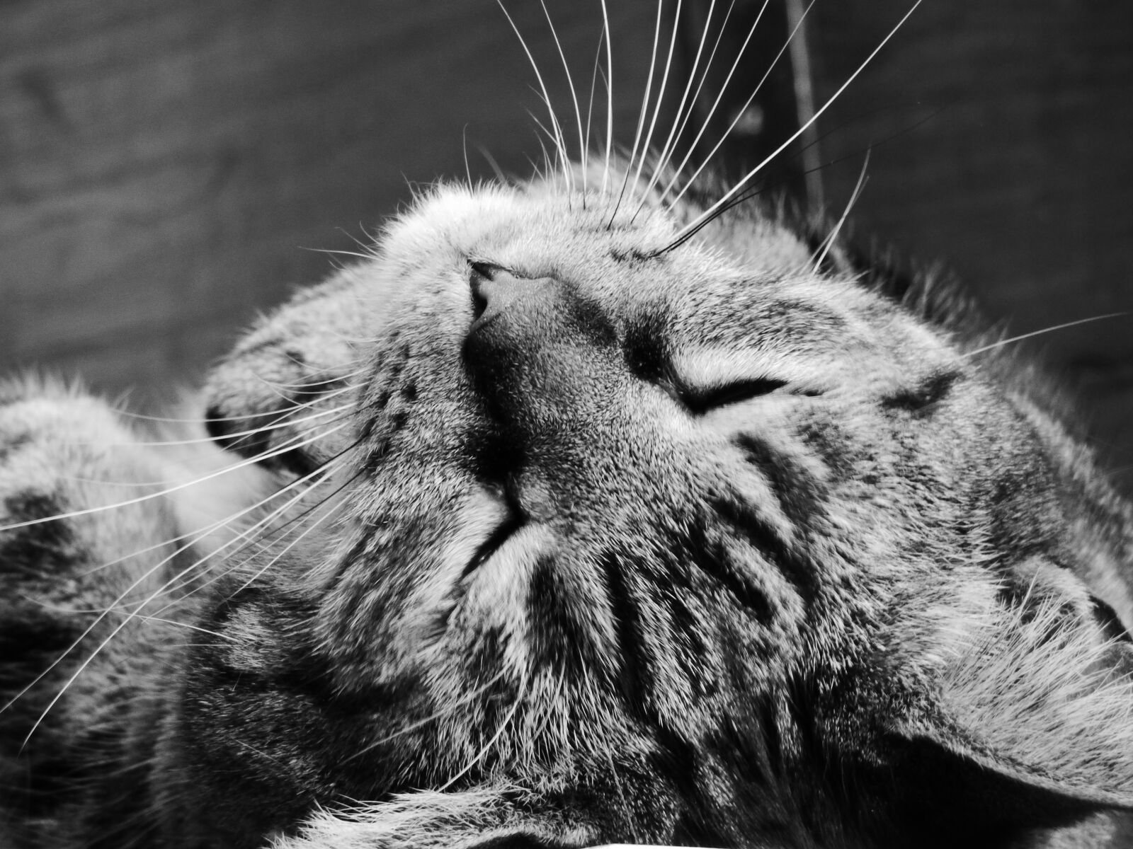 Panasonic DMC-FZ72 sample photo. Cat, tabby, feline photography