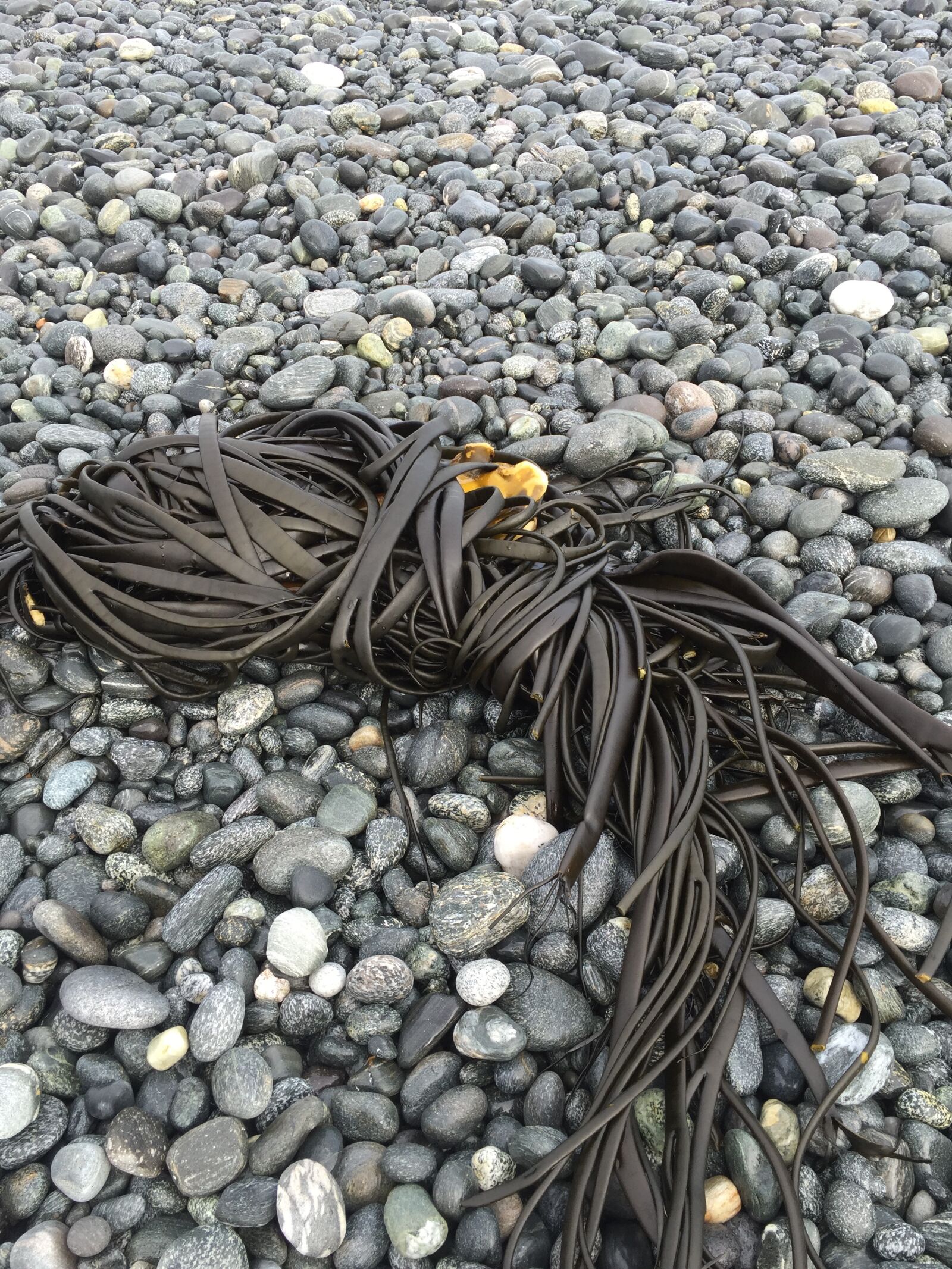 iPhone 6 Plus back camera 4.15mm f/2.2 sample photo. Seaweed, kelp, beach photography