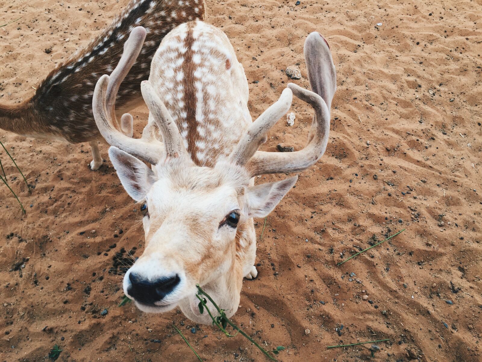 Apple iPhone 6 sample photo. Animal, deer, zoo photography