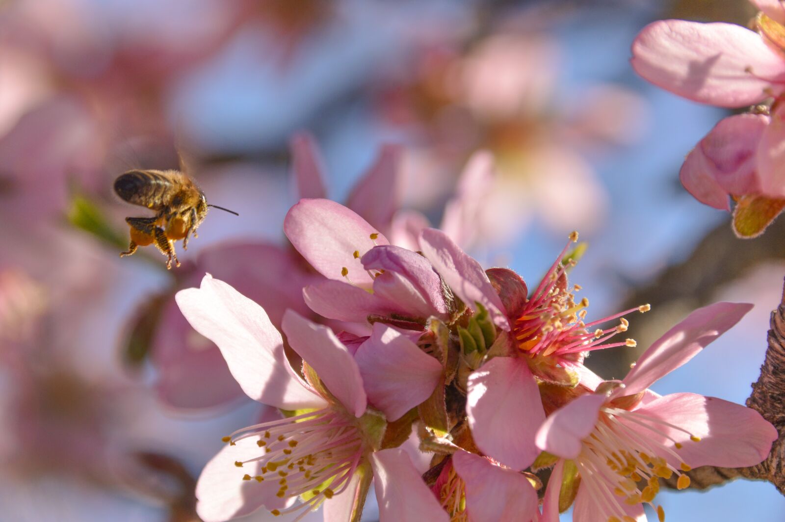 Nikon D3200 sample photo. Blossom, almond, flowers photography