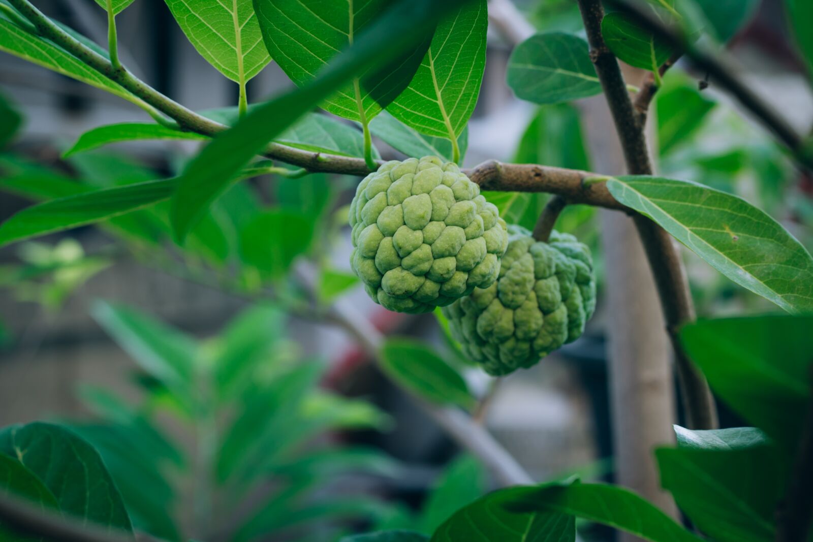 Canon EOS 700D (EOS Rebel T5i / EOS Kiss X7i) + Canon EF 50mm F1.8 STM sample photo. Fruit, annona, delicious photography
