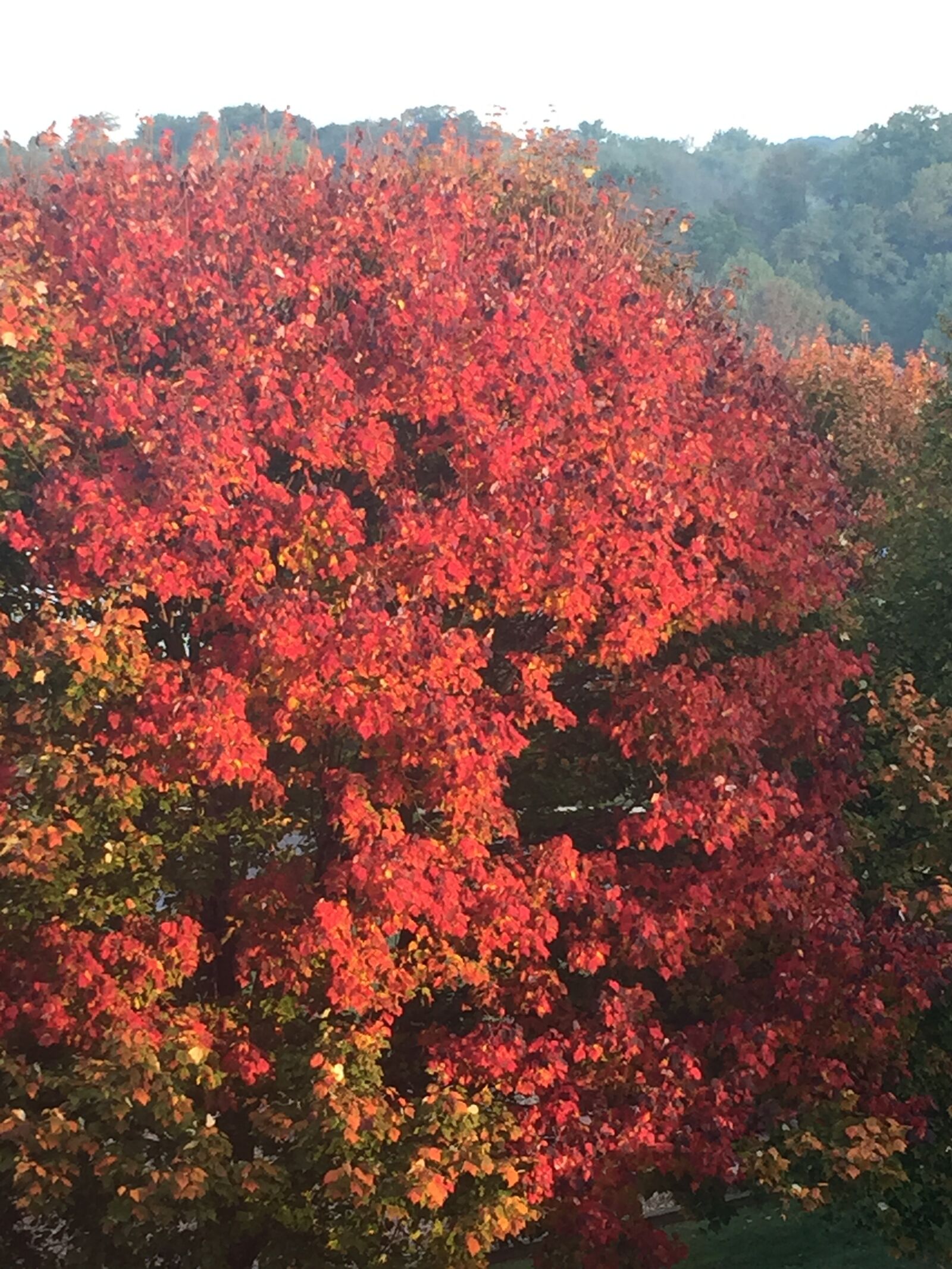 iPhone 6 back camera 4.15mm f/2.2 sample photo. Autumn, trees, hills photography