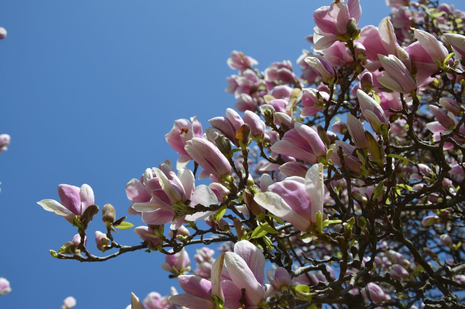 Nikon D3200 sample photo. Spring, tulip tree, flower photography