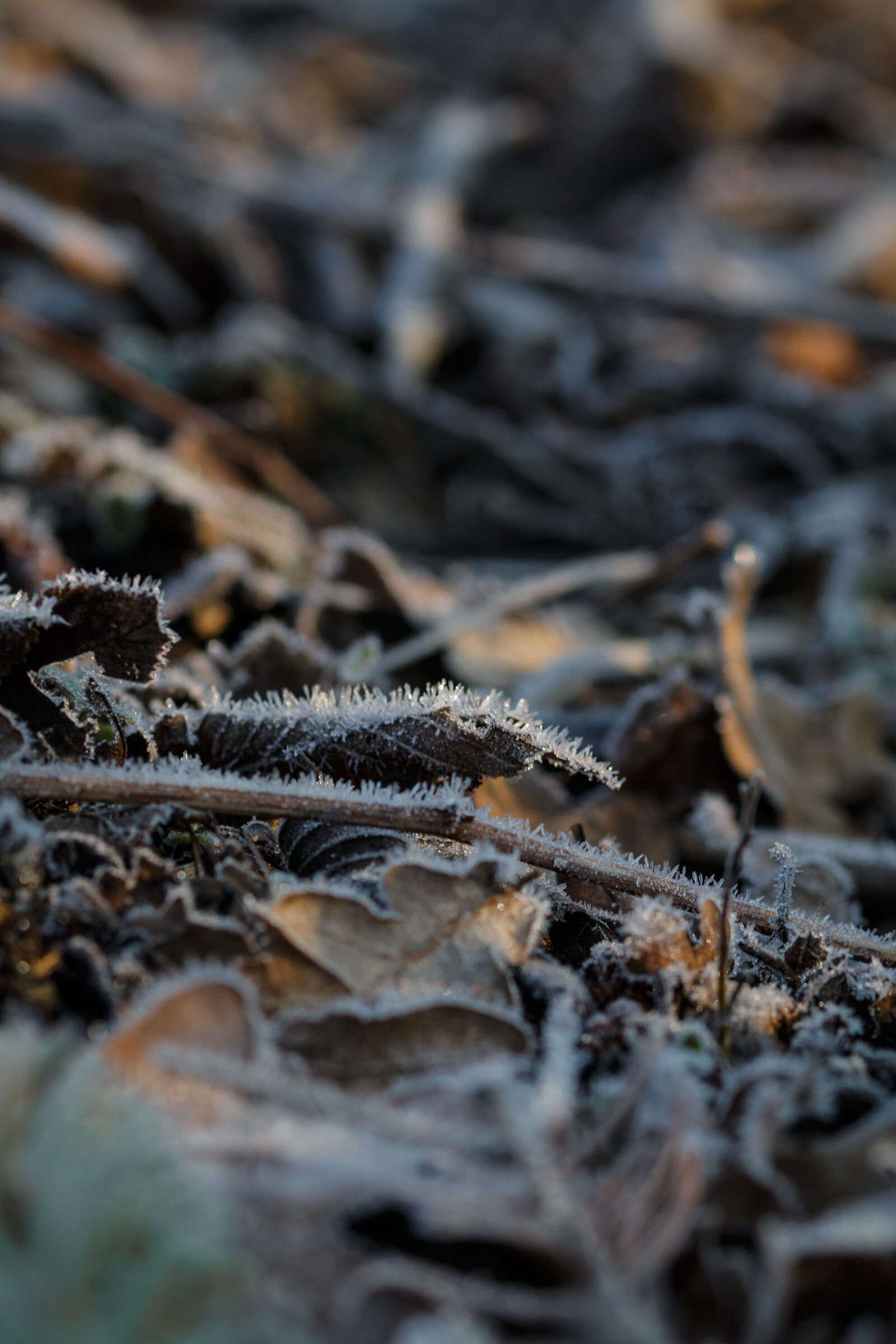 Canon EOS 70D sample photo. Frost, leaves, nature photography