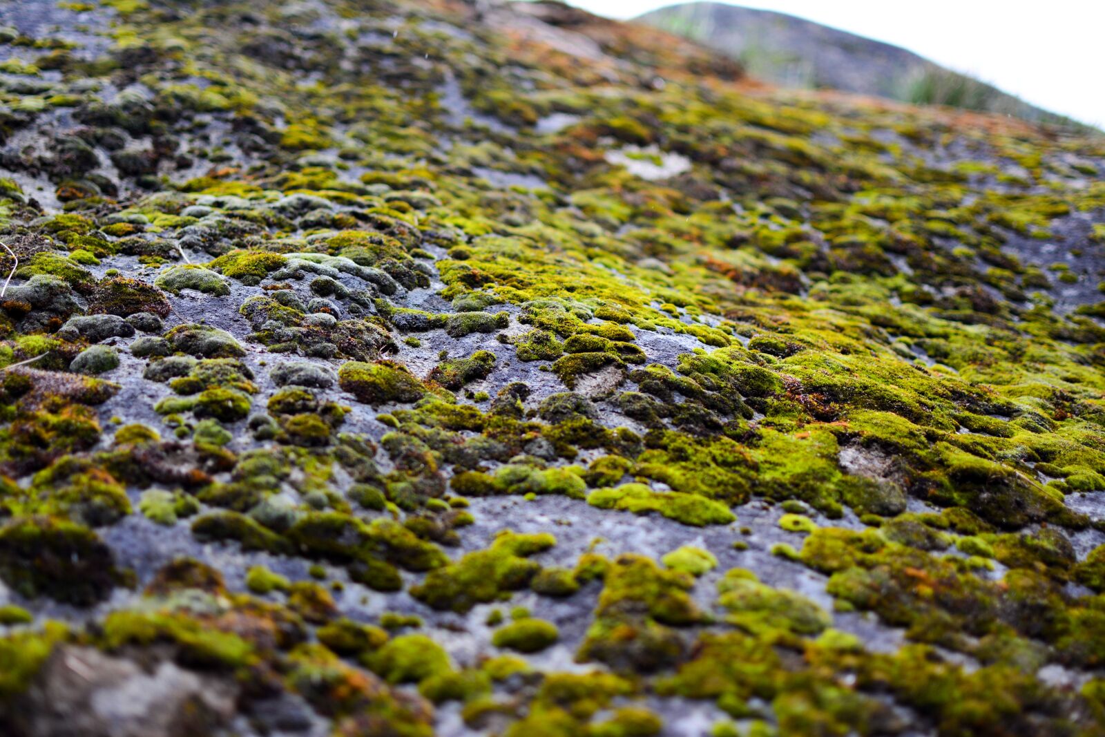 Nikon D5200 sample photo. Boulder, moss, mossy, rocks photography