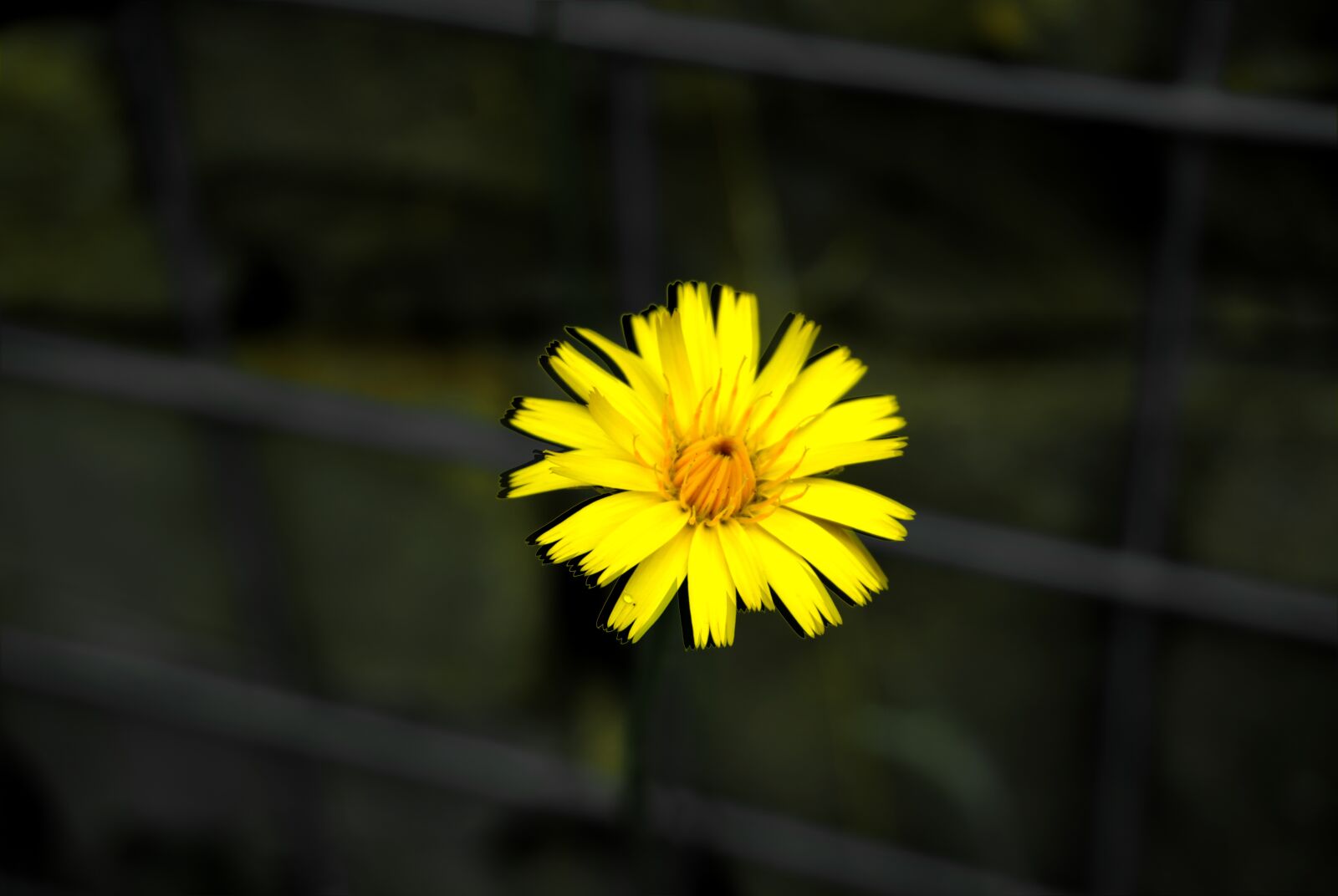 Sony a6000 sample photo. Flower, hdr, plant photography
