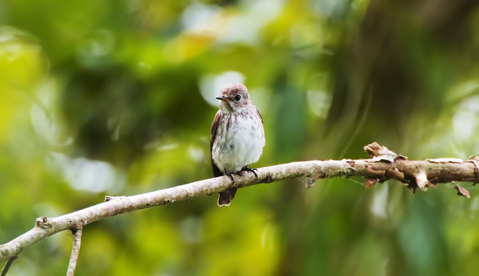 Olympus OM-D E-M1 sample photo. Gray-streak flycatcher, wild, bird photography