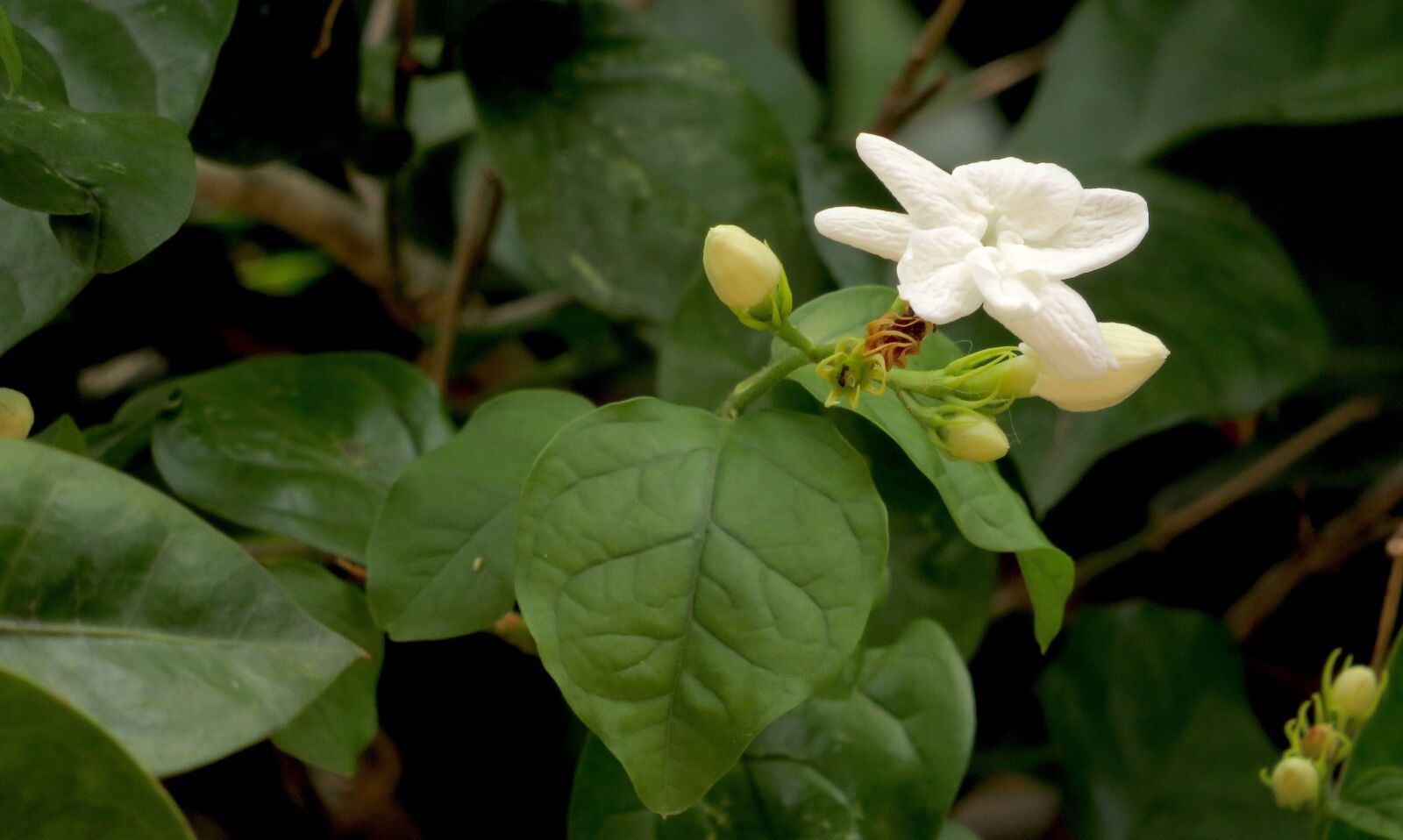 Canon PowerShot SX540 HS sample photo. White, green, plant photography