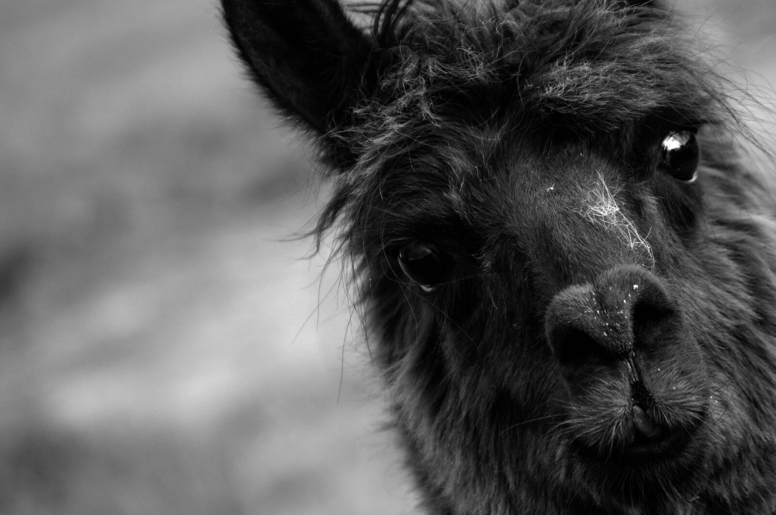 Nikon D5100 sample photo. Portrait, animal, mammal photography