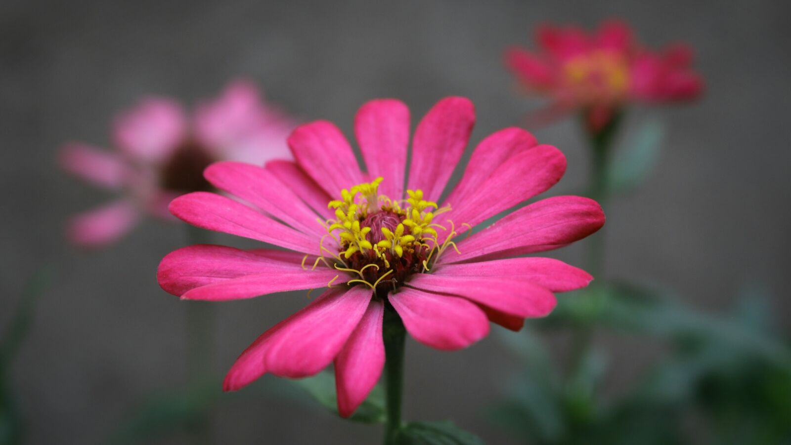 Canon EOS 1300D (EOS Rebel T6 / EOS Kiss X80) sample photo. Flowers, nature, plant photography