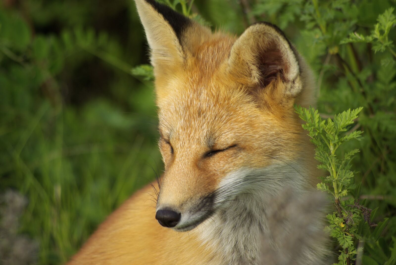 Samsung GX-10 sample photo. Fox, nature, animals photography