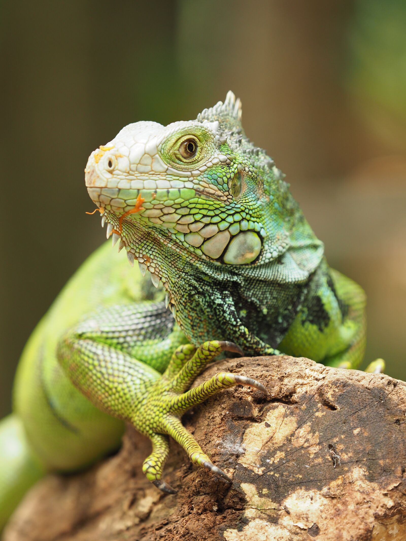 Olympus OM-D E-M1 Mark II + Olympus M.Zuiko Digital ED 40-150mm F2.8 Pro sample photo. Iguana, south africa, reptile photography