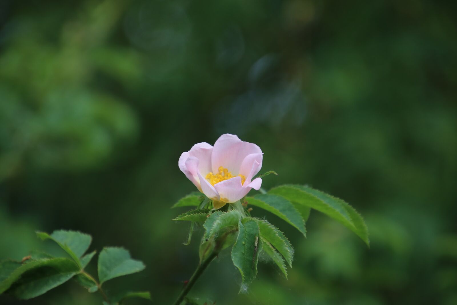 Canon EOS 750D (EOS Rebel T6i / EOS Kiss X8i) sample photo. Wood anemone, close up photography