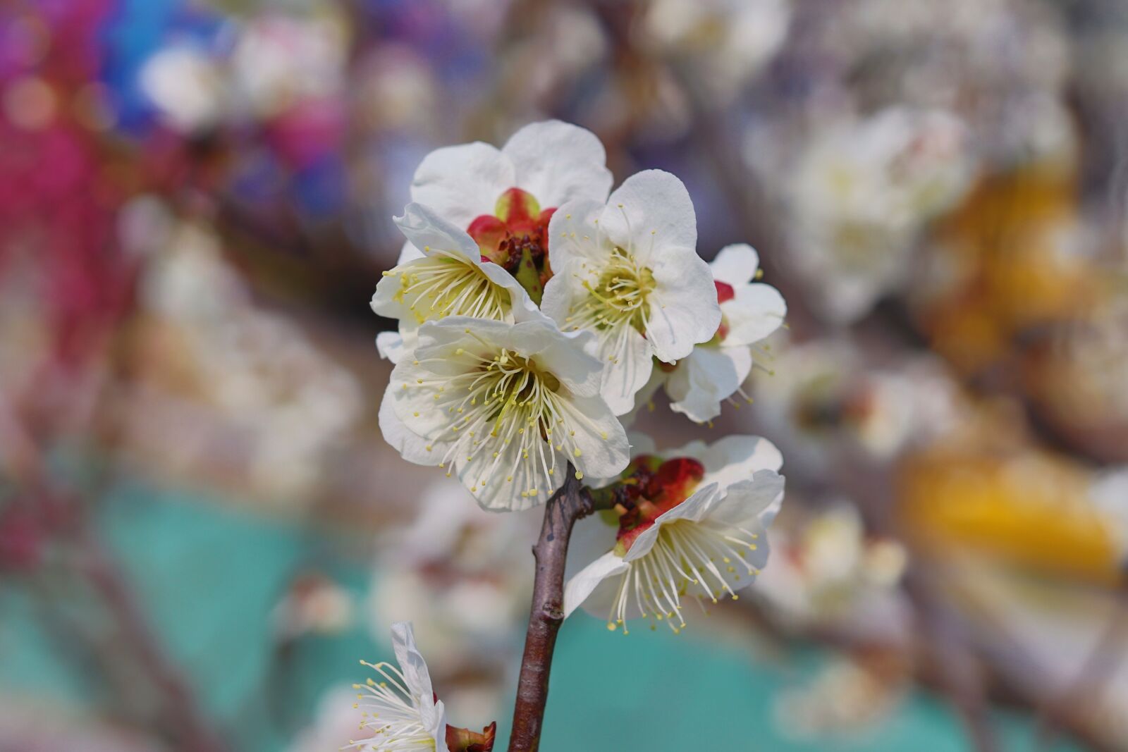 Canon EOS 200D (EOS Rebel SL2 / EOS Kiss X9) + Canon EF 40mm F2.8 STM sample photo. Flower, white, spring photography