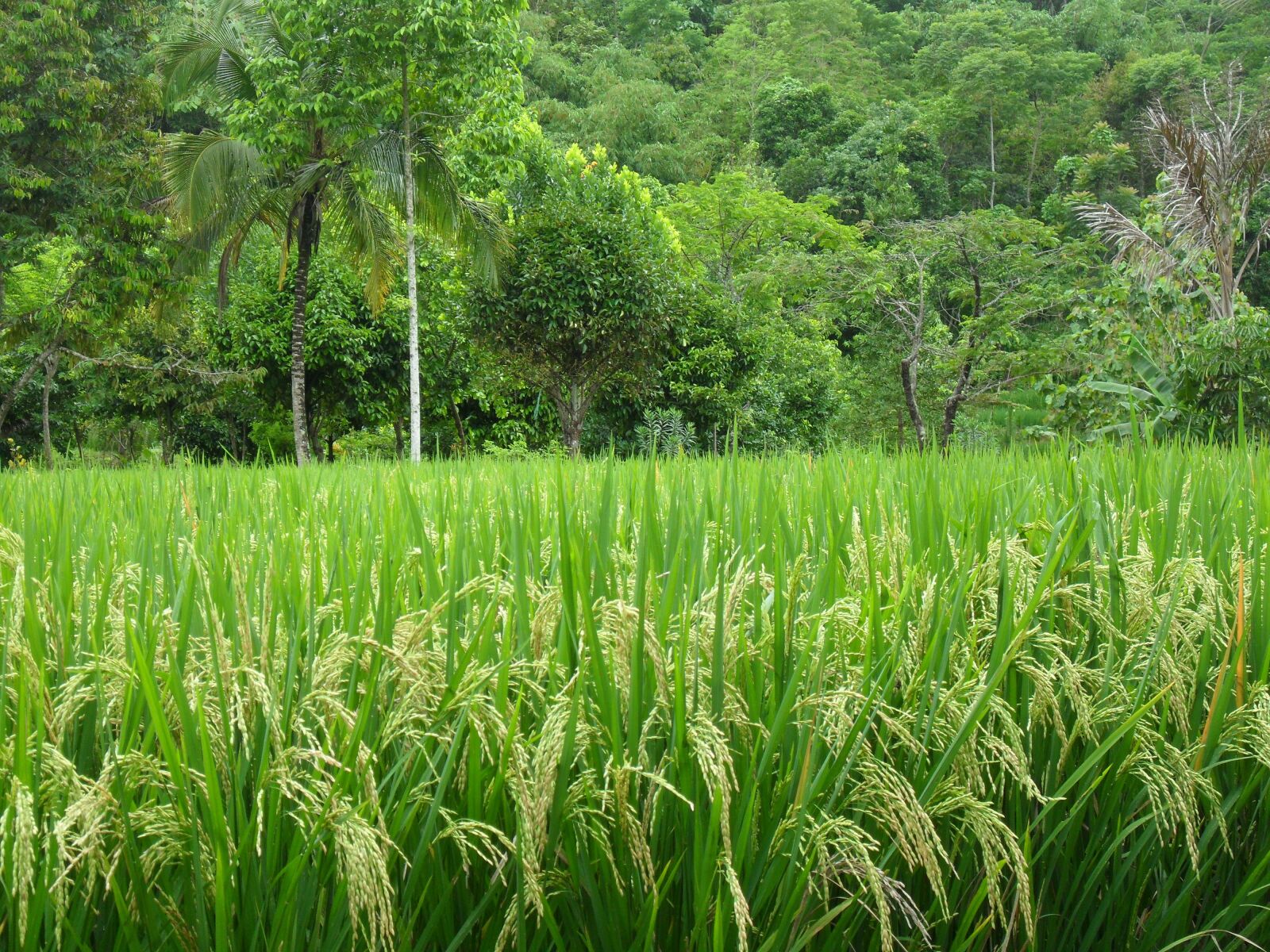 Samsung WB1000 / VLUU WB1000 /  TL320 sample photo. Paddy, palm, asia photography