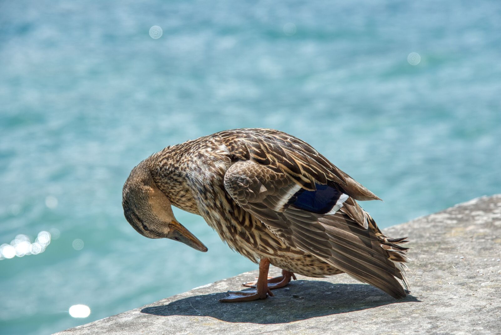 Nikon D750 sample photo. Mallard, anas platyrhynchos, anatidae photography