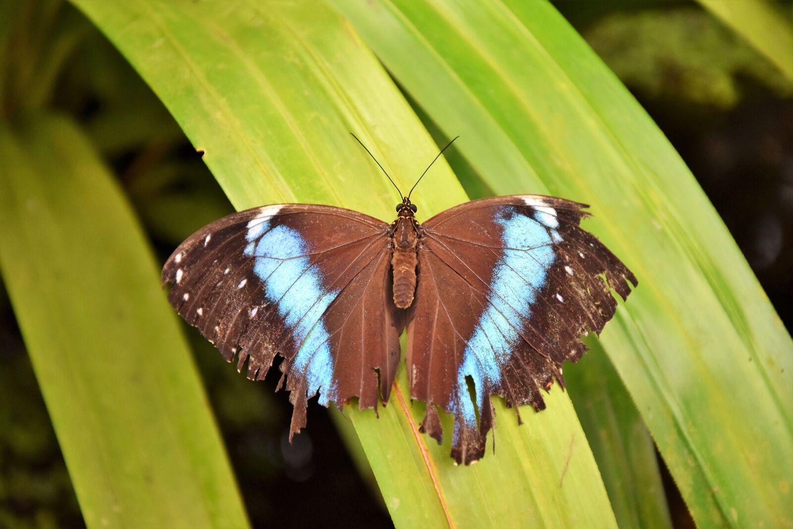Nikon D7200 sample photo. Butterfly, insect, wing photography