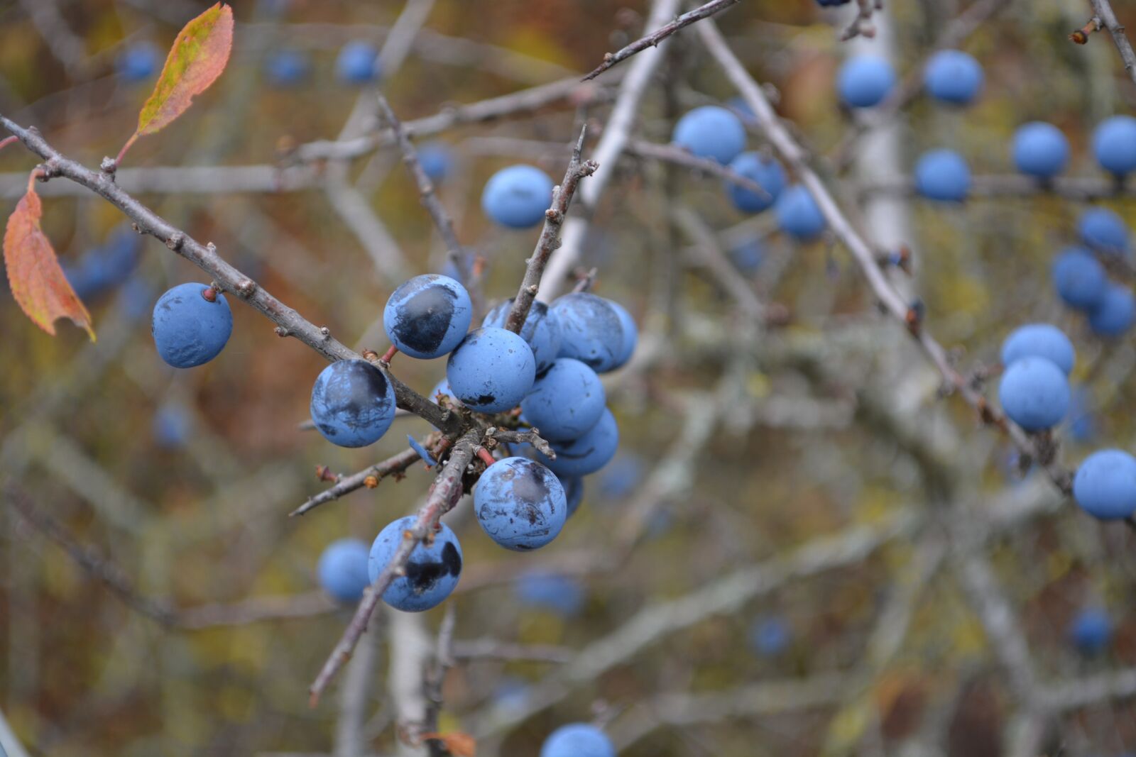 Nikon D5200 sample photo. Berries, nature, blue photography