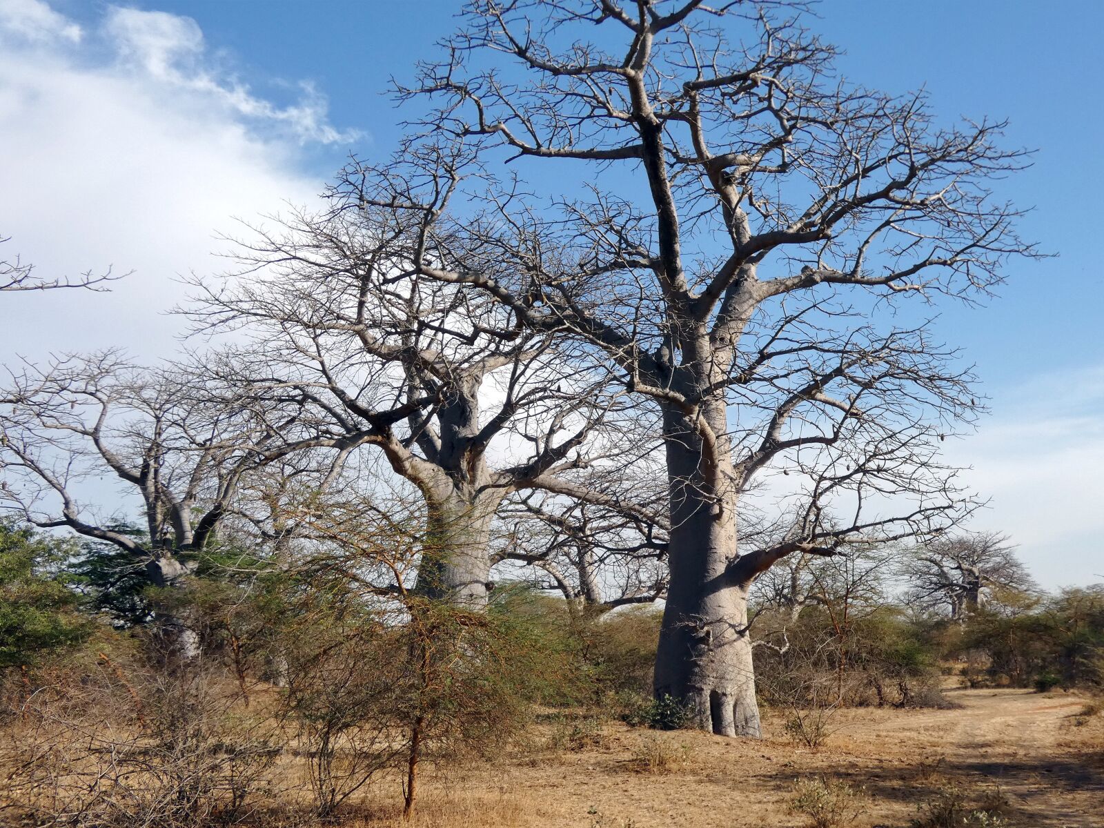 Panasonic Lumix DC-FZ80 (Lumix DC-FZ82) sample photo. Senegal, baobab, forest photography