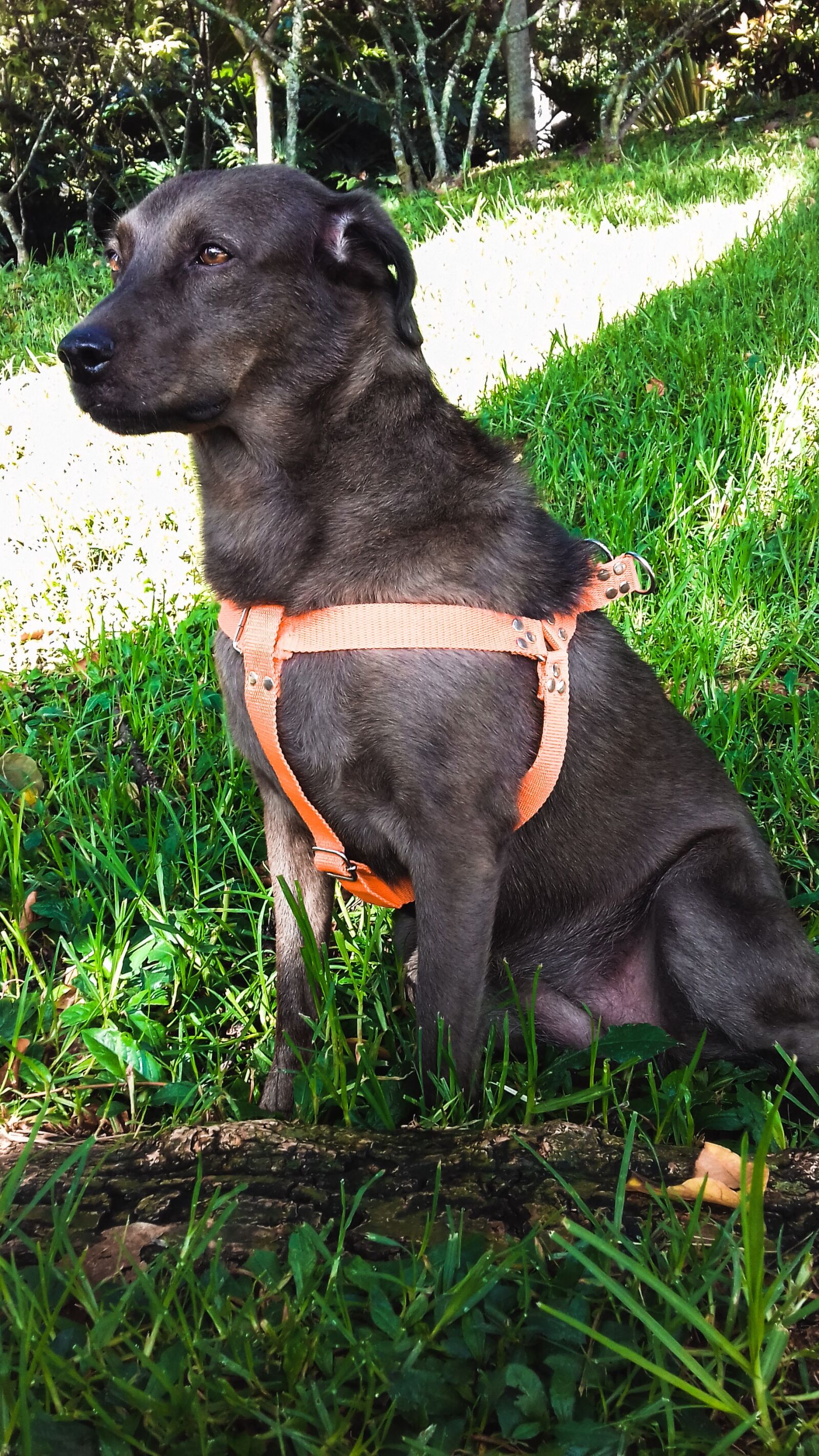 Samsung Galaxy Grand Prime sample photo. Dog, pet, cachorra photography