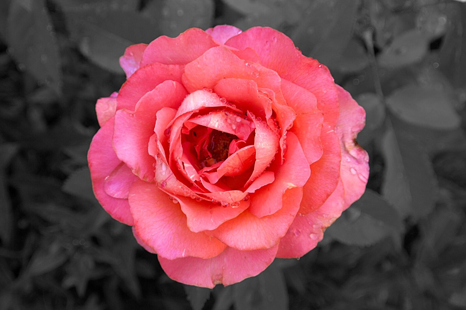 Nikon 1 V2 sample photo. Rose, close up, blossom photography