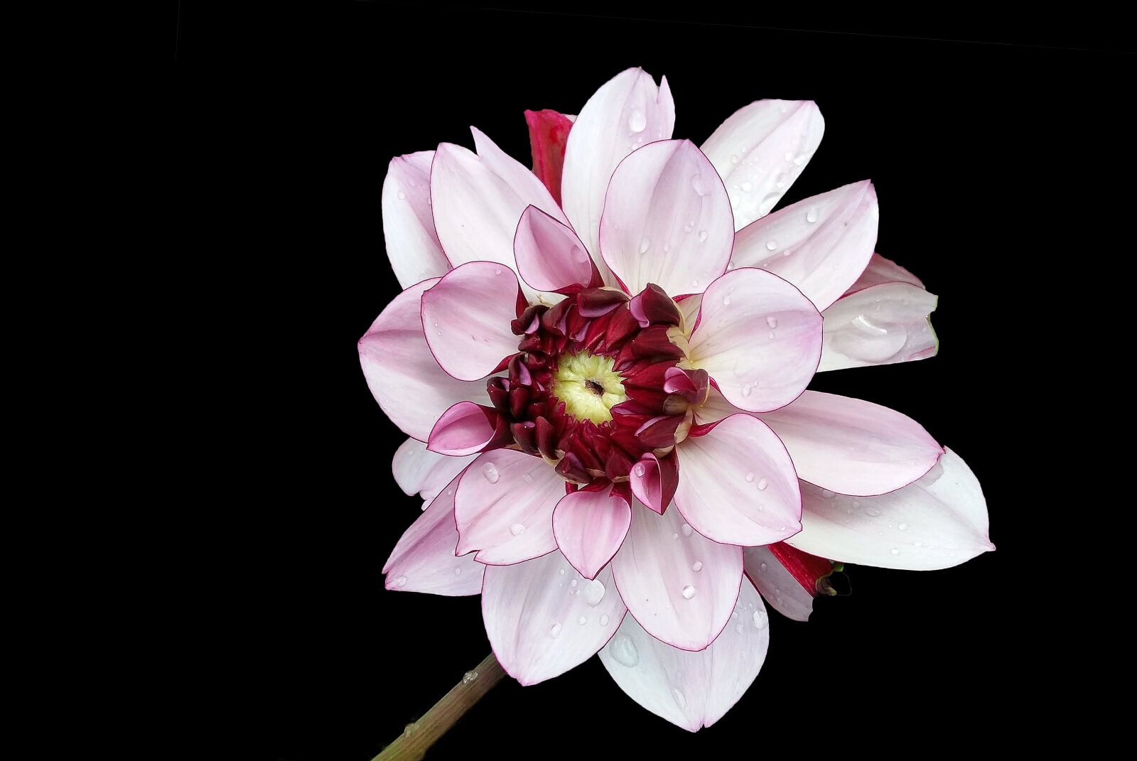 Nikon D3000 sample photo. Dahlia, flower, beauty photography