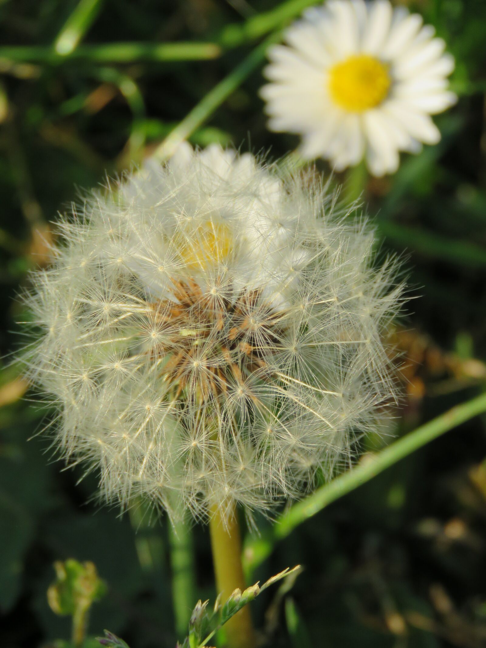 Canon PowerShot SX60 HS sample photo. Pluizenbol, seed, dandelion photography