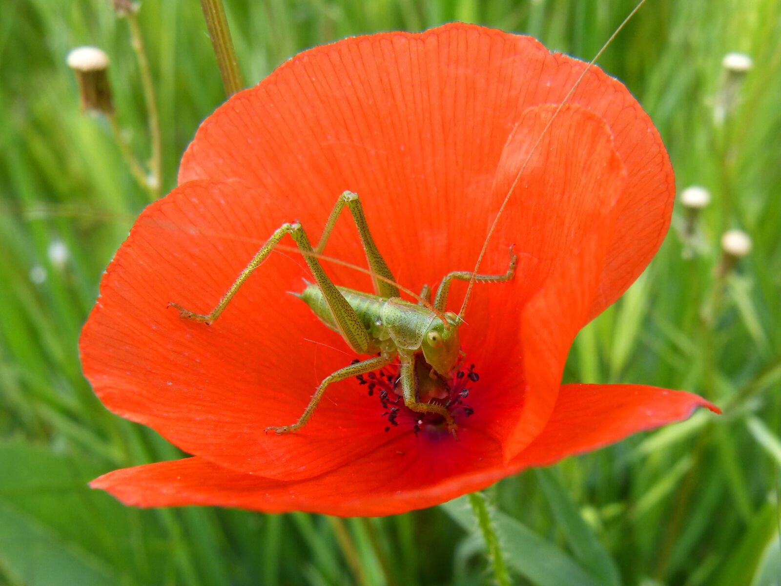 Panasonic DMC-FZ62 sample photo. Green grasshopper, poppy, small photography