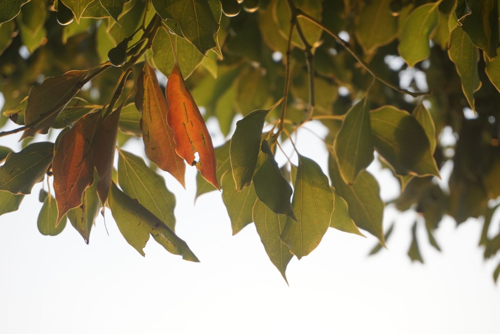 Sony E 16-50mm F3.5-5.6 PZ OSS sample photo. The leaves, autumn, the photography
