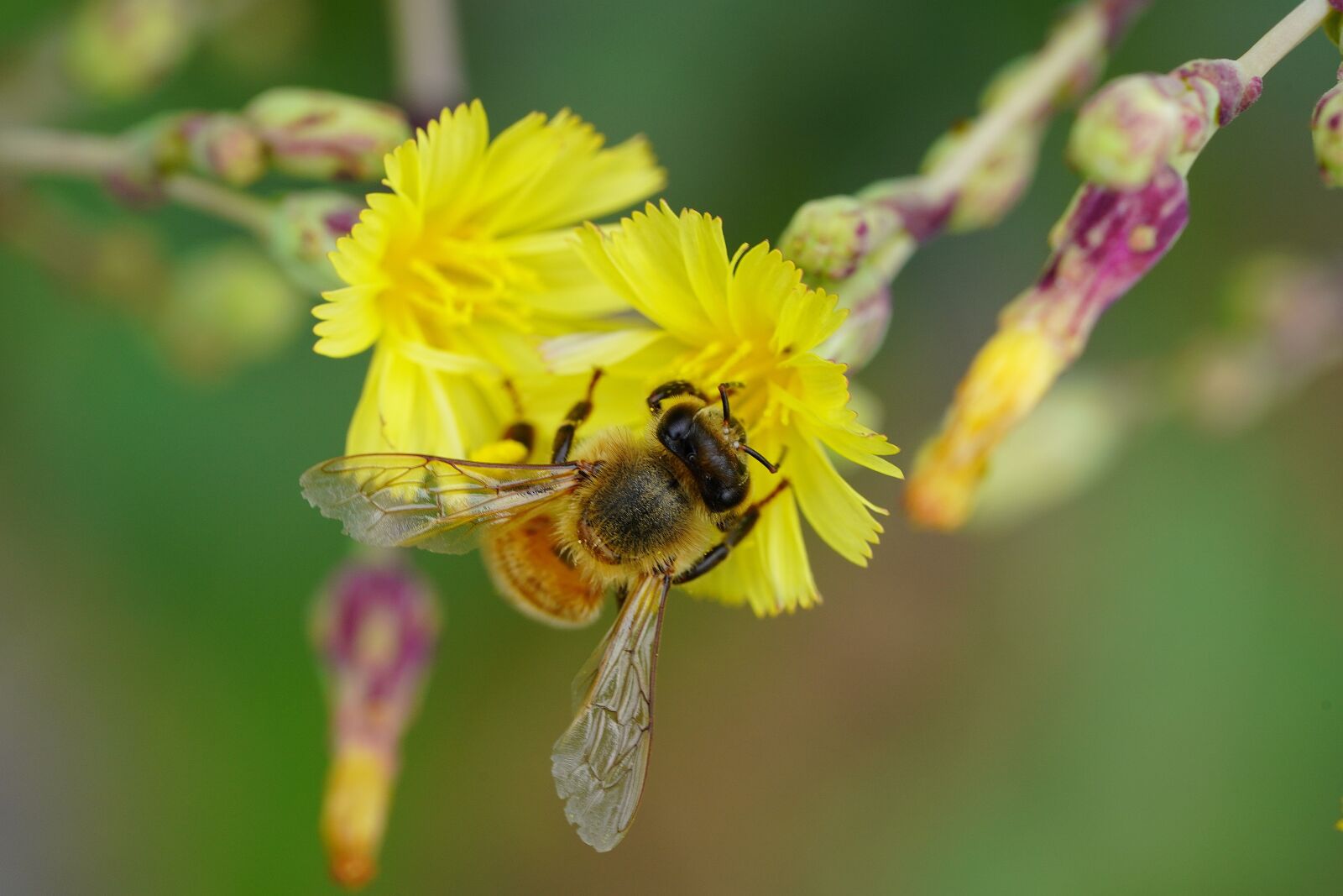 Sony a7R III + Sony FE 90mm F2.8 Macro G OSS sample photo. Lettuce, lettuce flower, bee photography
