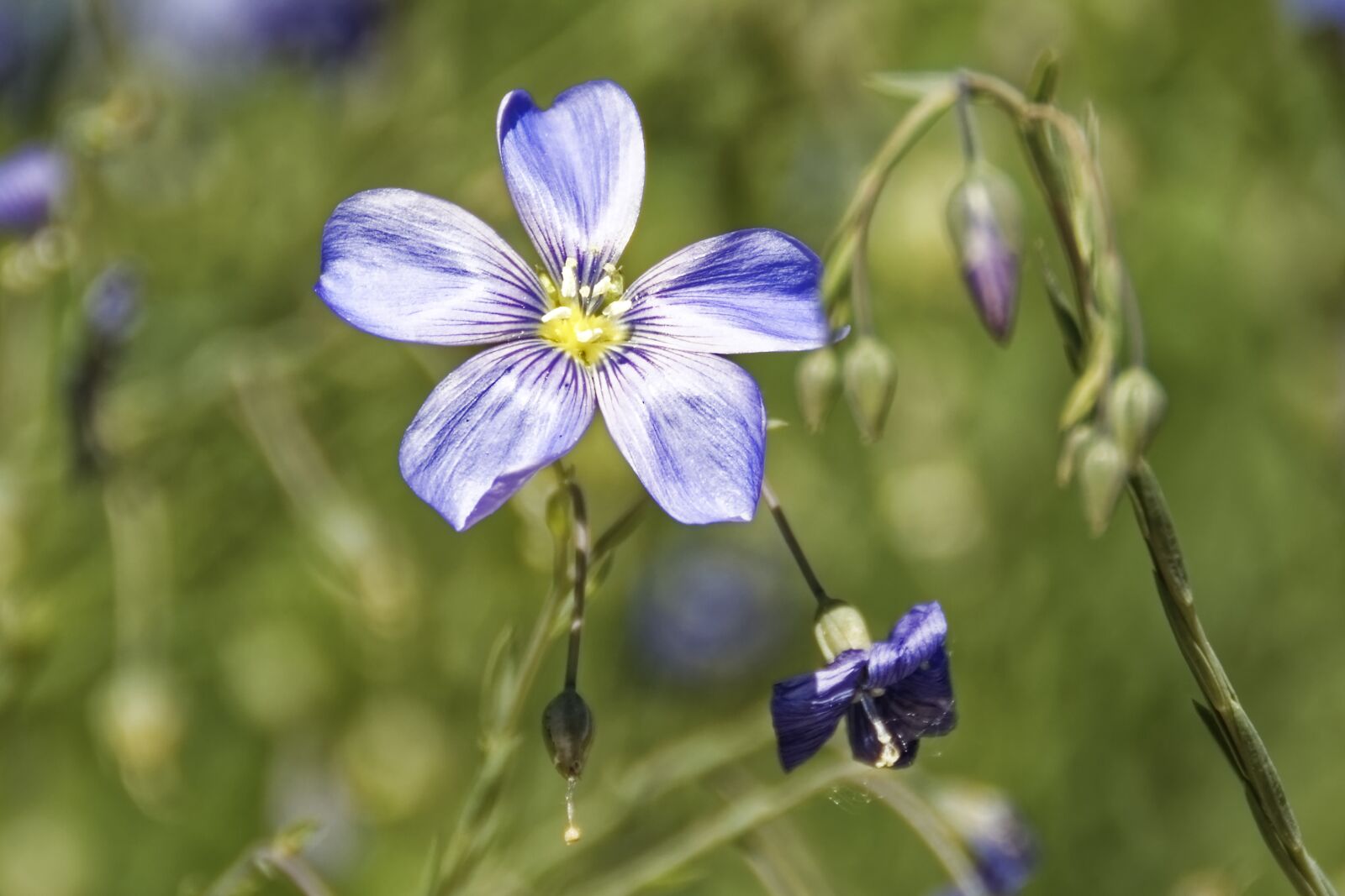 Nikon D500 sample photo. Flower, blossom, bloom photography