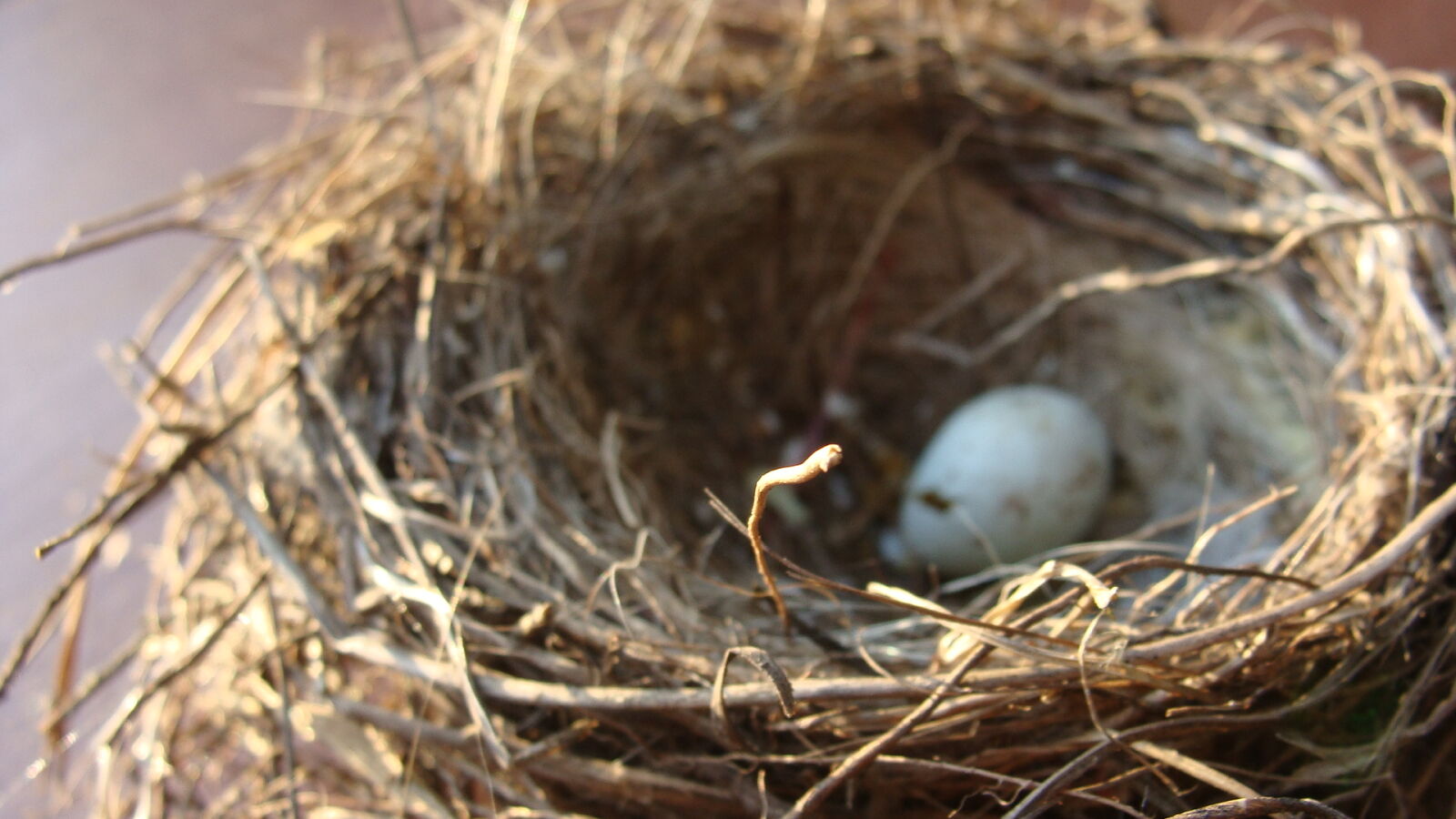 Sony Cyber-shot DSC-H10 sample photo. Bird, egg, single, abandoned photography