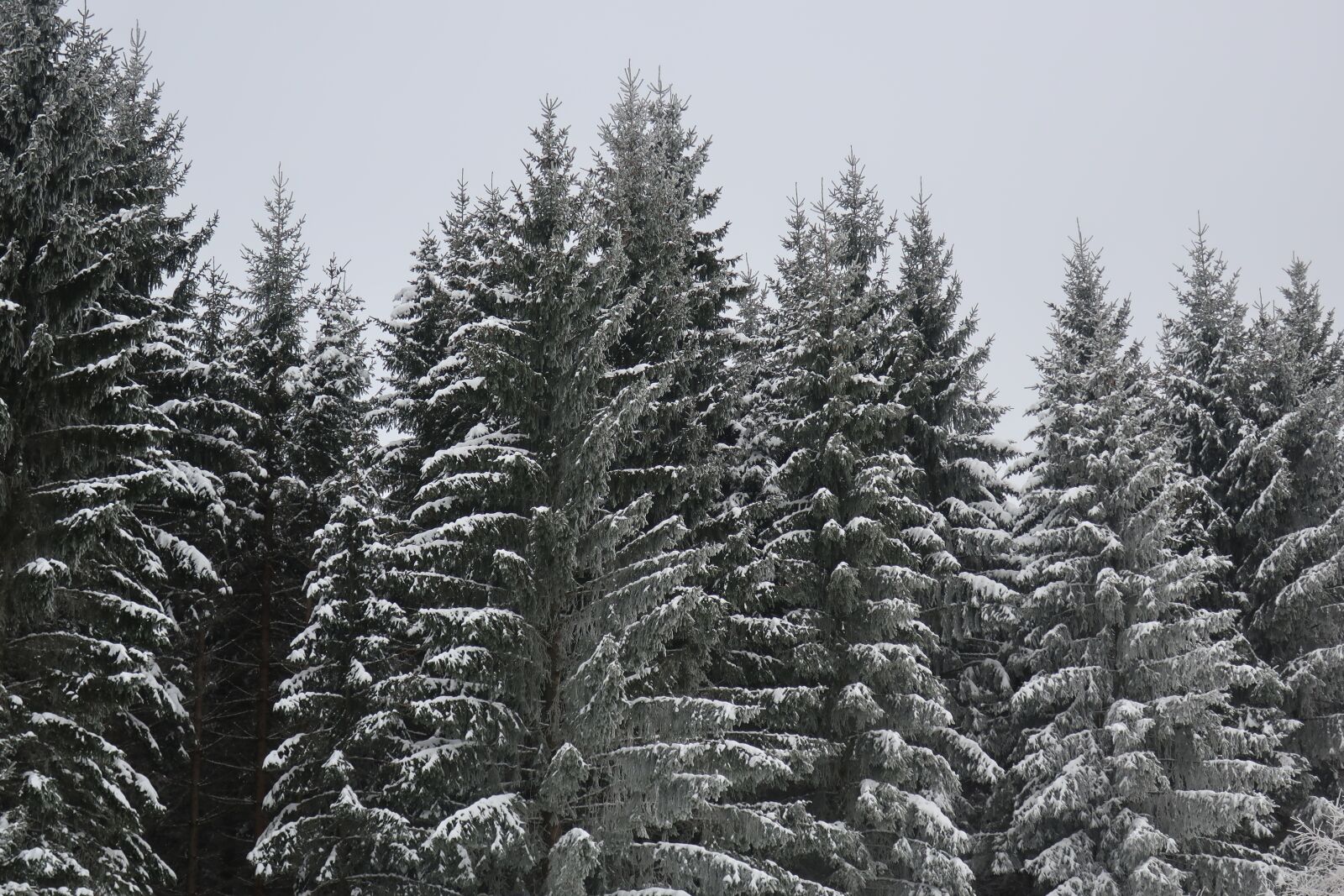 Canon PowerShot G9 X Mark II sample photo. Tree, trees, snow photography