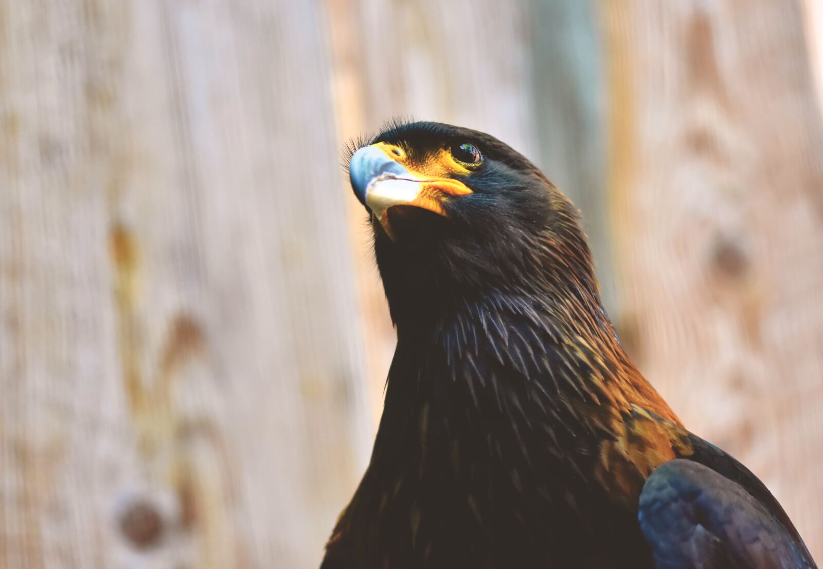 Nikon D7200 sample photo. Buzzard, harris hawk, raptor photography