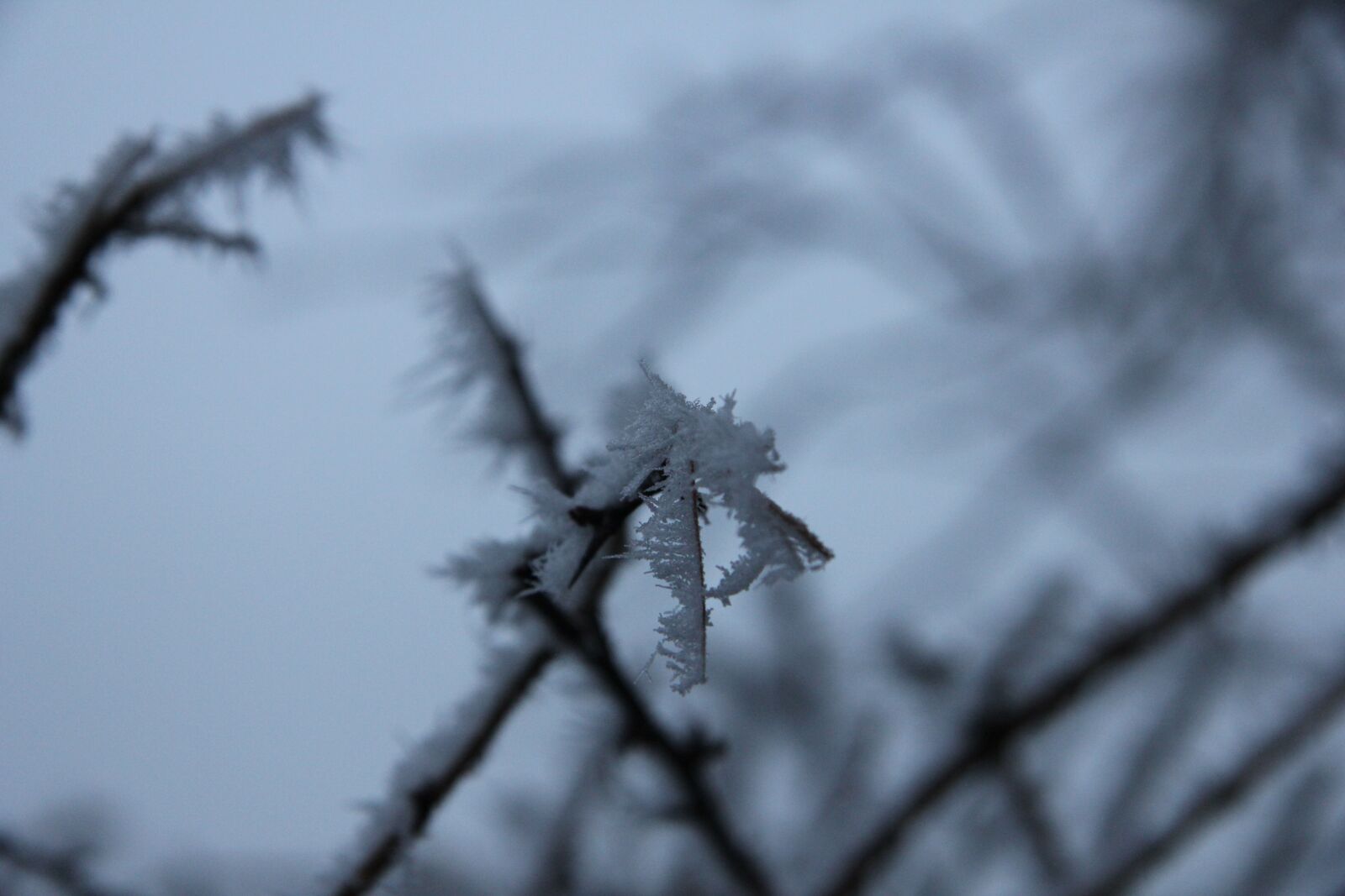 Canon EOS 550D (EOS Rebel T2i / EOS Kiss X4) sample photo. Winter, snow, cold photography