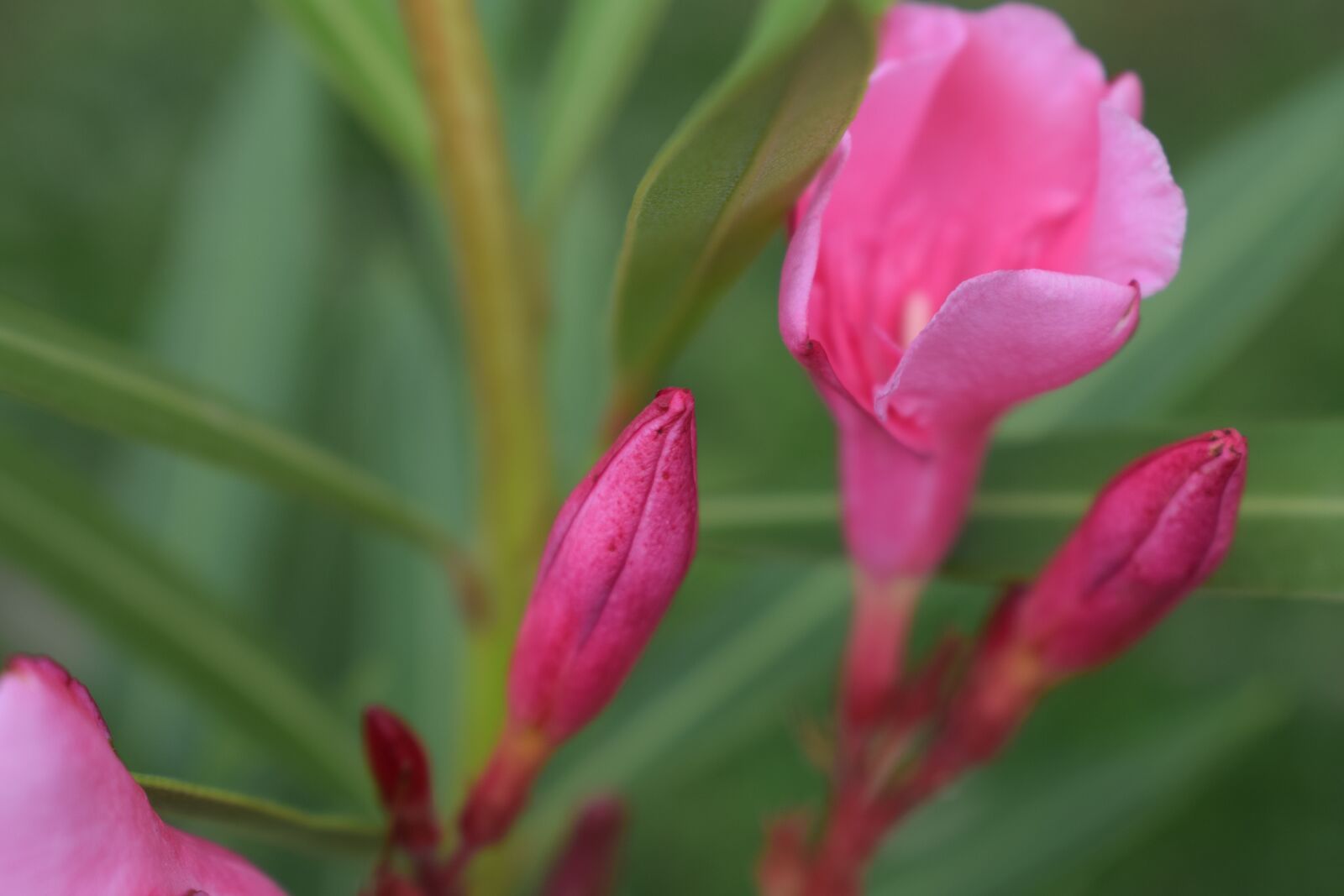 Nikon D5300 sample photo. Leander, summer, nature photography