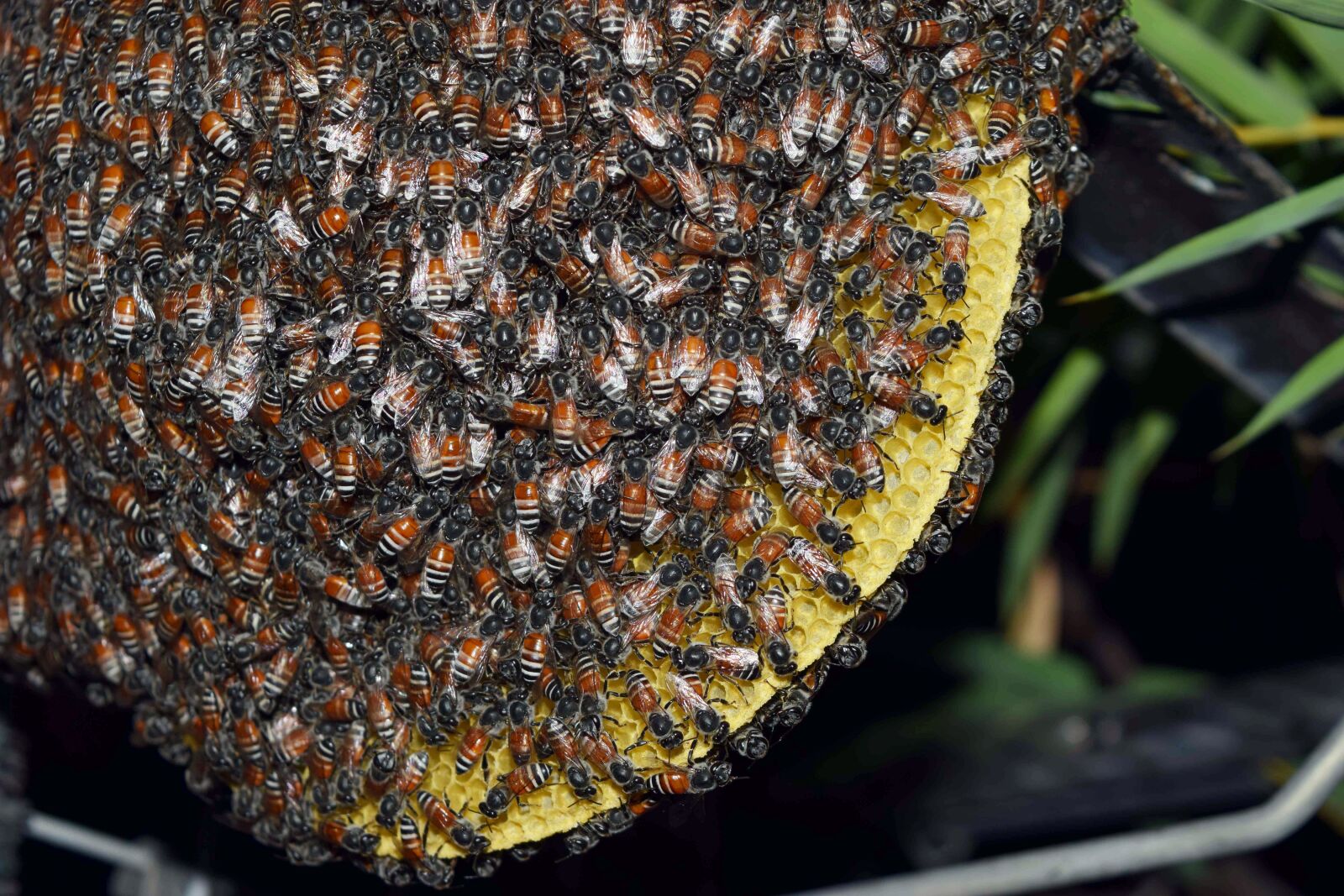 Nikon D3300 sample photo. Insects, the hive, natural photography