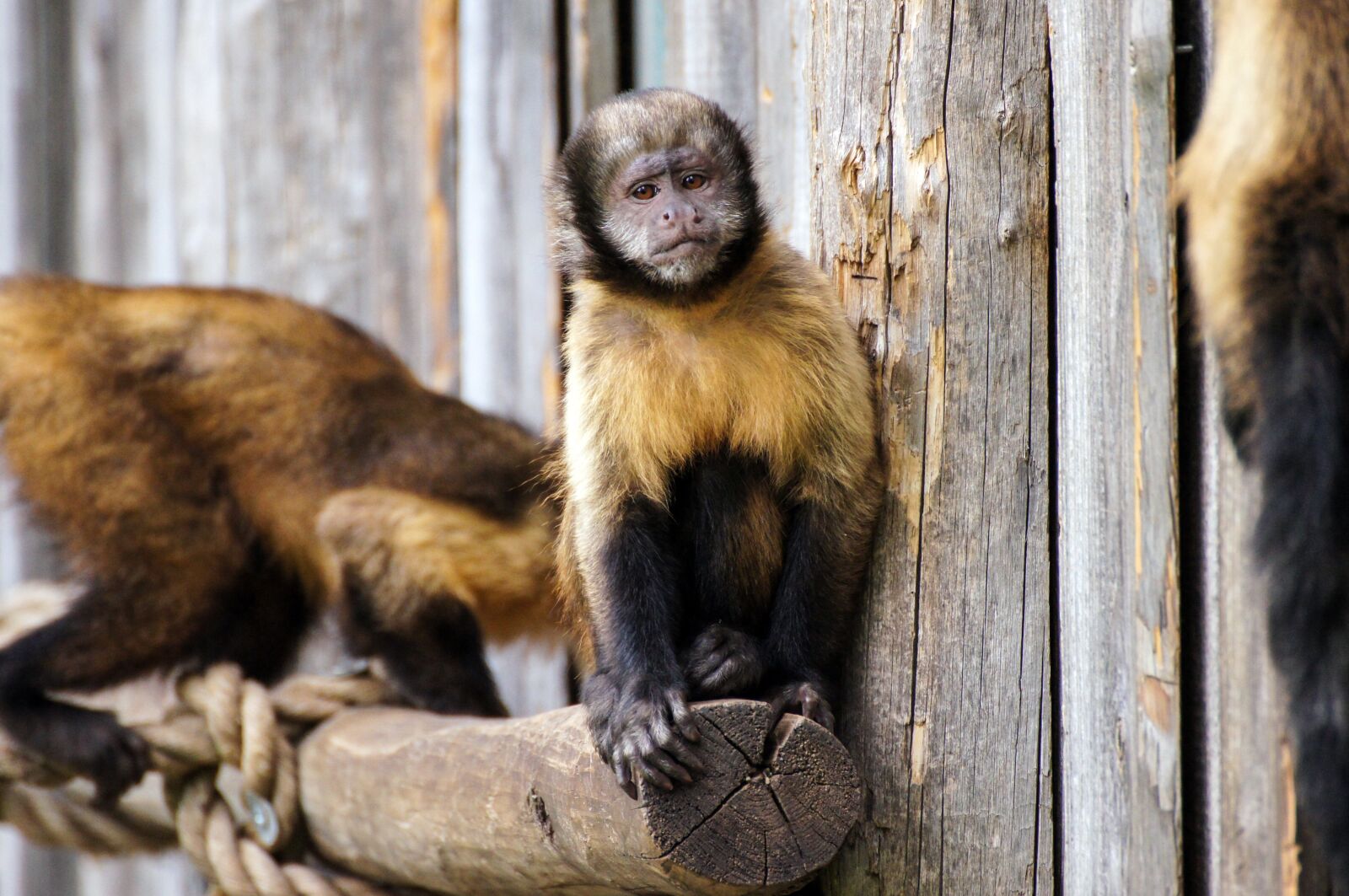Sony SLT-A55 (SLT-A55V) sample photo. Monkey, zoo, sad photography