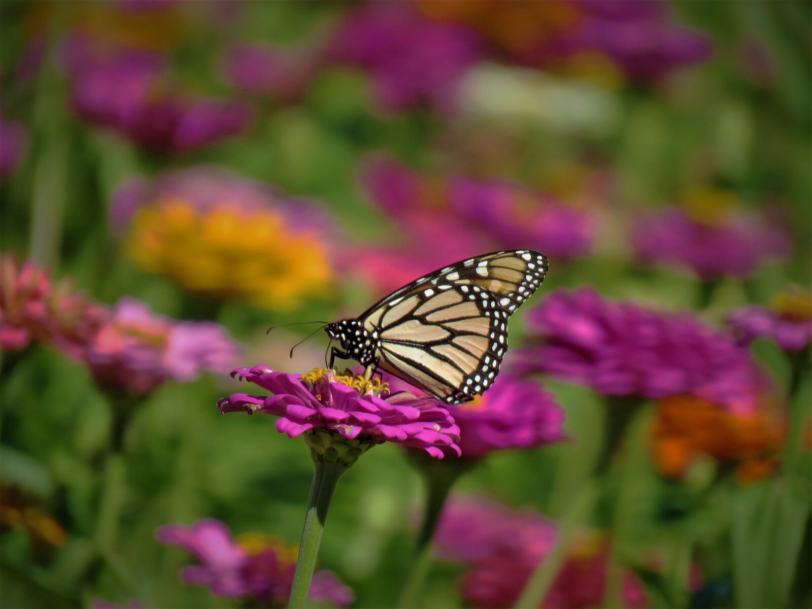 Canon PowerShot SX60 HS sample photo. Butterfly, colorful, flowers photography