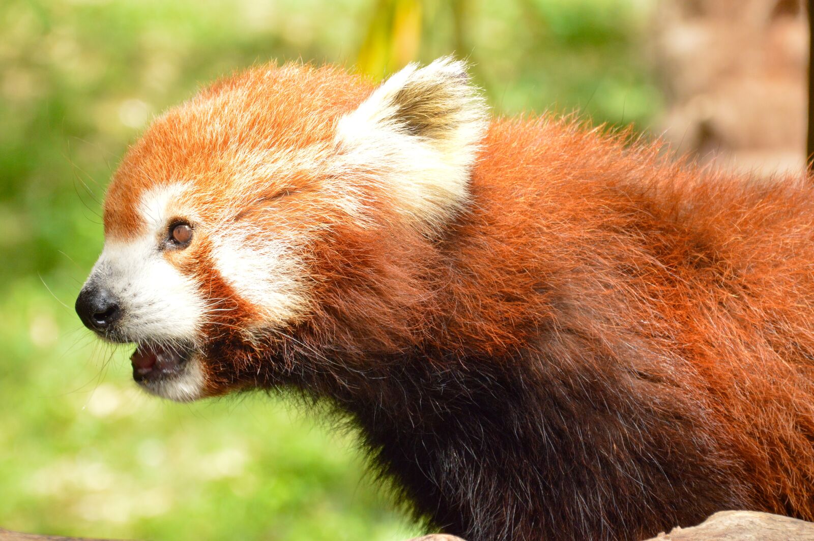 Nikon D3200 sample photo. Red panda, animal, cute photography